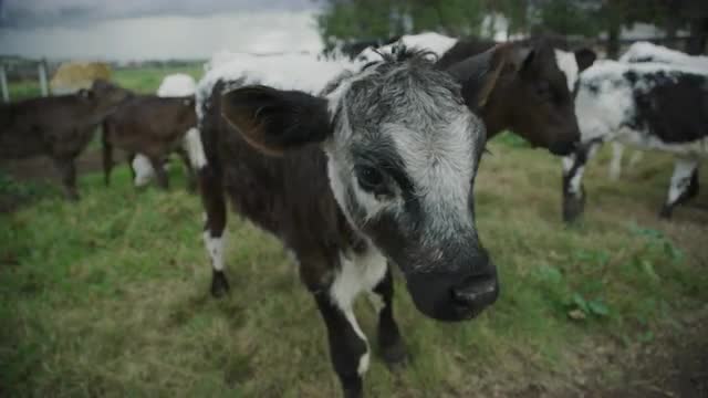 Dairy Calfs