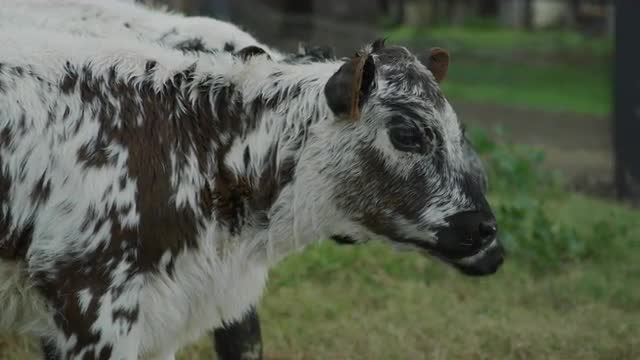 Dairy Calfs