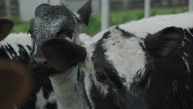 Dairy Calfs Faces