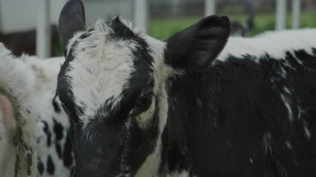 Dairy Calf Face
