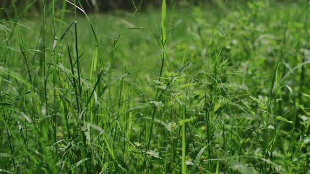 Healthy Grass in a Field