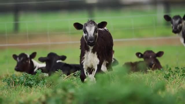 Calf Walking Towards Camera