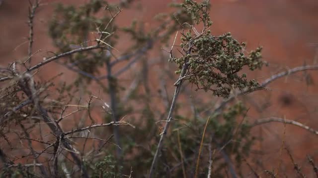 Saltbush during Drought