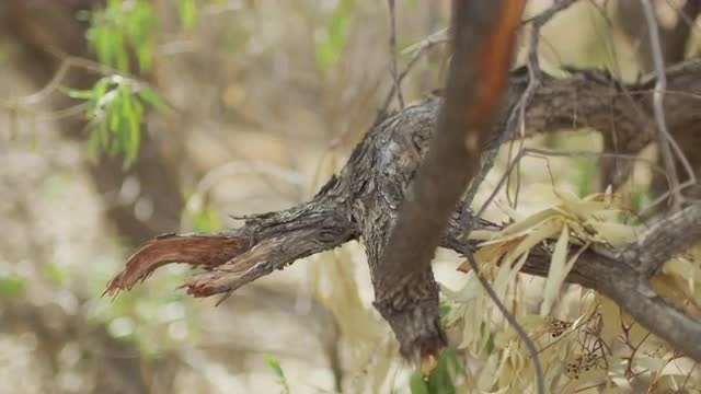 Mulga Tree Branch outback Australia