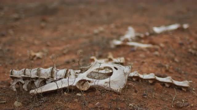 Kangaroo Bones in the Desert