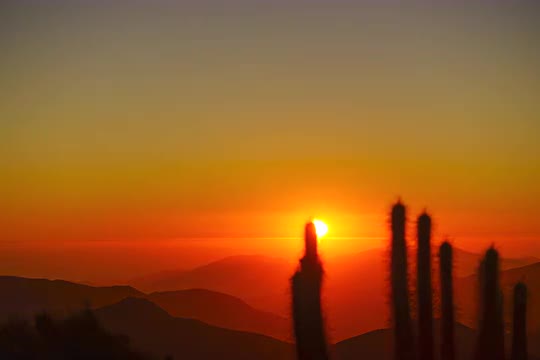 Dramatic Sunset in Atacama Desert: Colorful Sky and Cacti in Foreground