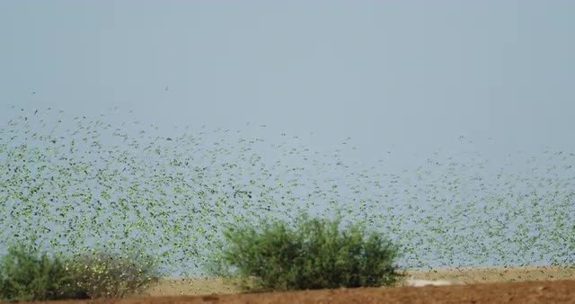 Budgie Murmuration