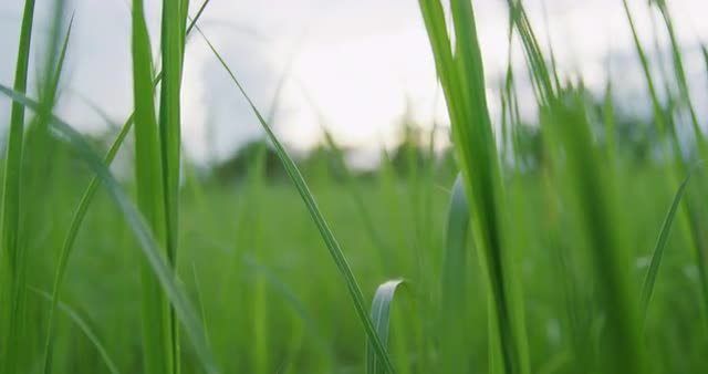 Moving through green grass Northern Territory, Australia.