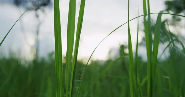 Moving through green grass Northern Territory, Australia.