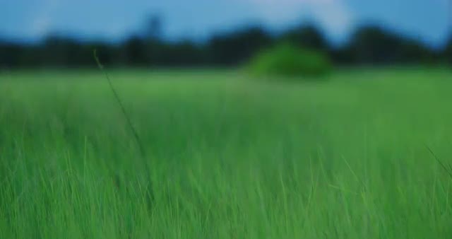 Green water grasslands