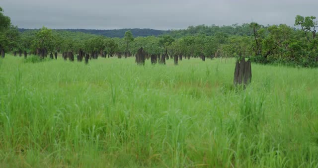 Termites Nest Linchfield National Park