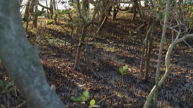 Sliding shot of Mangroves