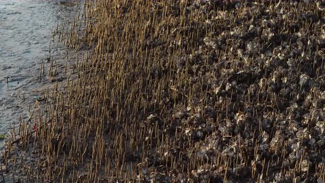 Oysters in a Mangroves