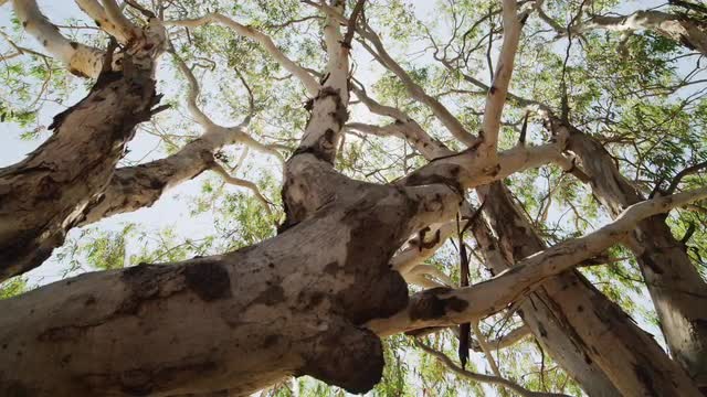 Looking up into a Eucalyptus Tree