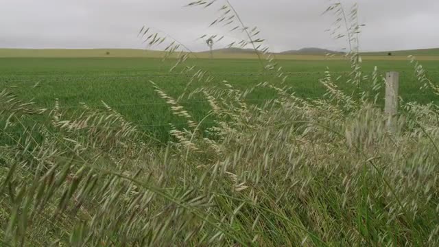 Tall grass swaying in the wind