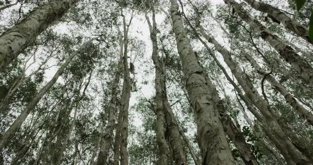 Paperbark Tree forest