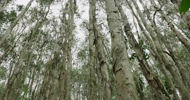 Paperbark Tree forest