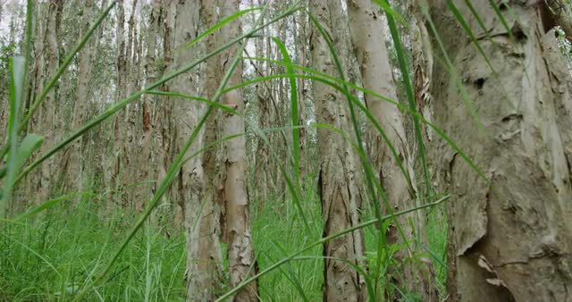 Paperbark Tree forest