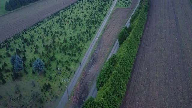 Top down view of the clear field and christmas tree farm in Canada