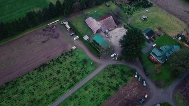 Top down view of the farm with christmas trees near Vancouver