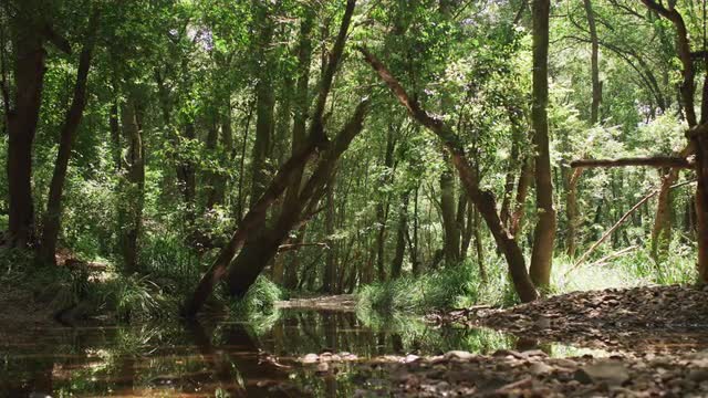 Karuah River throught the trees NSW Australia 