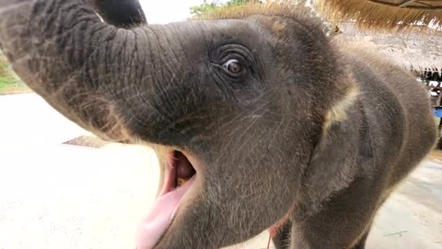 Baby Elephant playful, Phuket, Thailand