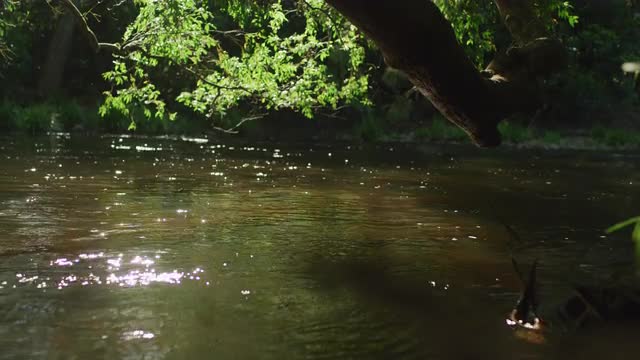 Karuah River throught the trees NSW Australia 