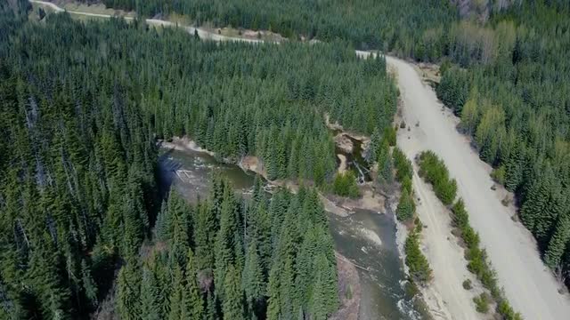 Fly over green Canadian pine forest with a winding road in between. Wild river with fallen trees in 