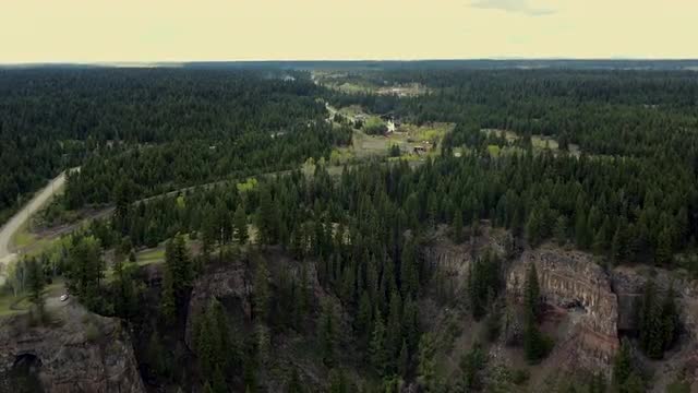 Fly over infinite pine forest in the north of Canada