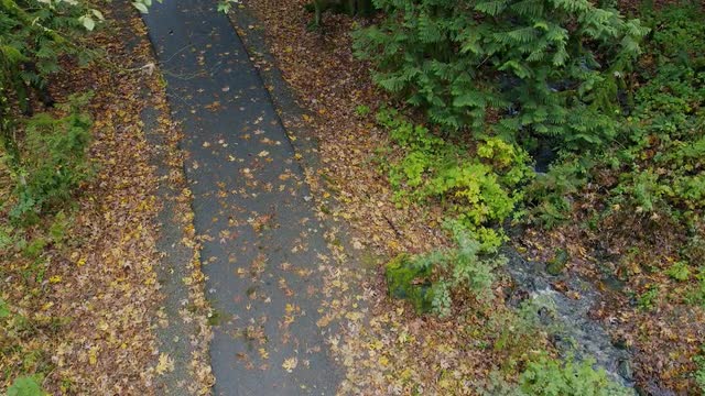 Top down view of trail in forest covered with orange leaves and stream nearby