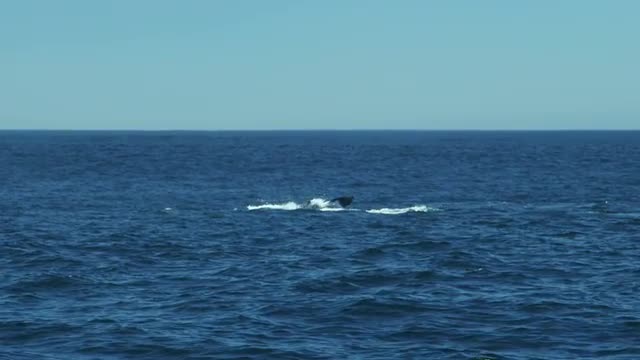 Humpback Whale mammal Ocean surface Pacific coastline, USA, RED EPIC