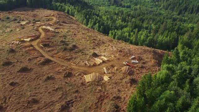 Logging operation in Oregon forest, aerial shot