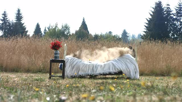 Man falling onto bed in field, slow motion