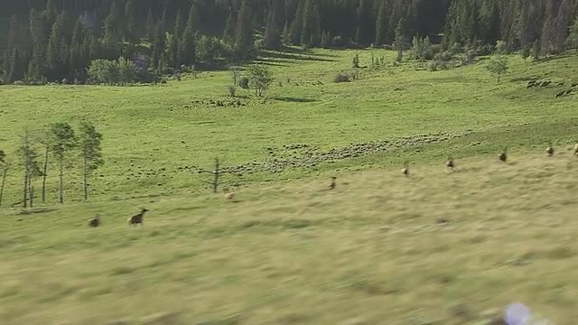 Elk Running Along Hillside