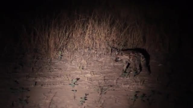 Hyena in Zambia at Night