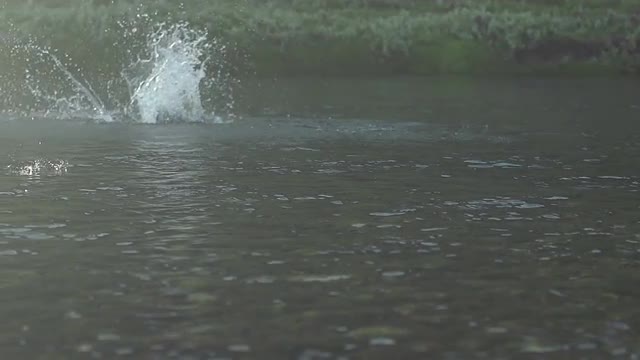 A salmon splashes and fights after being caught
