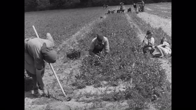 544757668 / Agribusiness / Germany / 