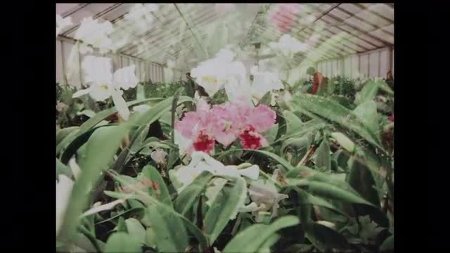 259624260 / College of the Ozarks / Missouri / USA / 