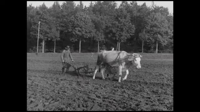 104929908 / Agribusiness / Germany / 