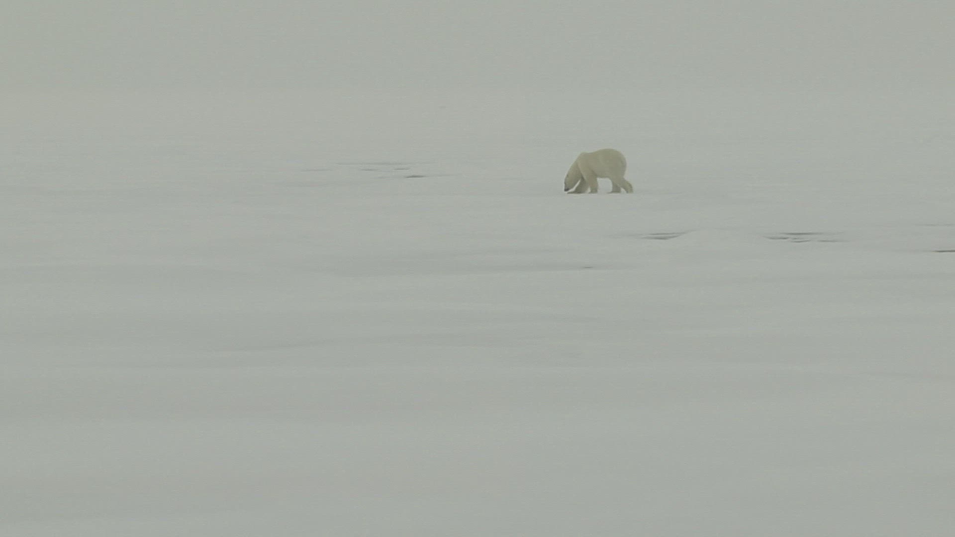 419852236 / Polar Bear / Ice Landscape / Spitzbergen