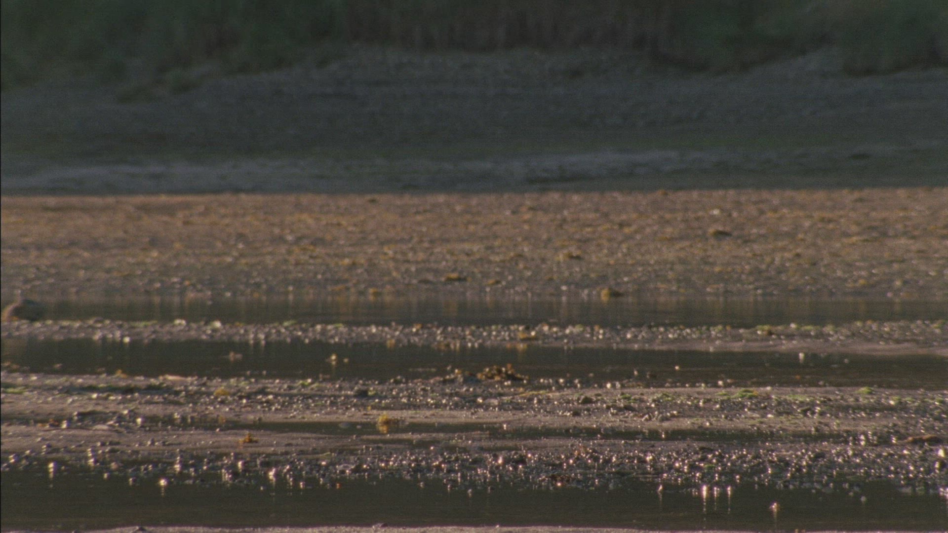 234396473 / Brown Bear / River Bed / Alaska