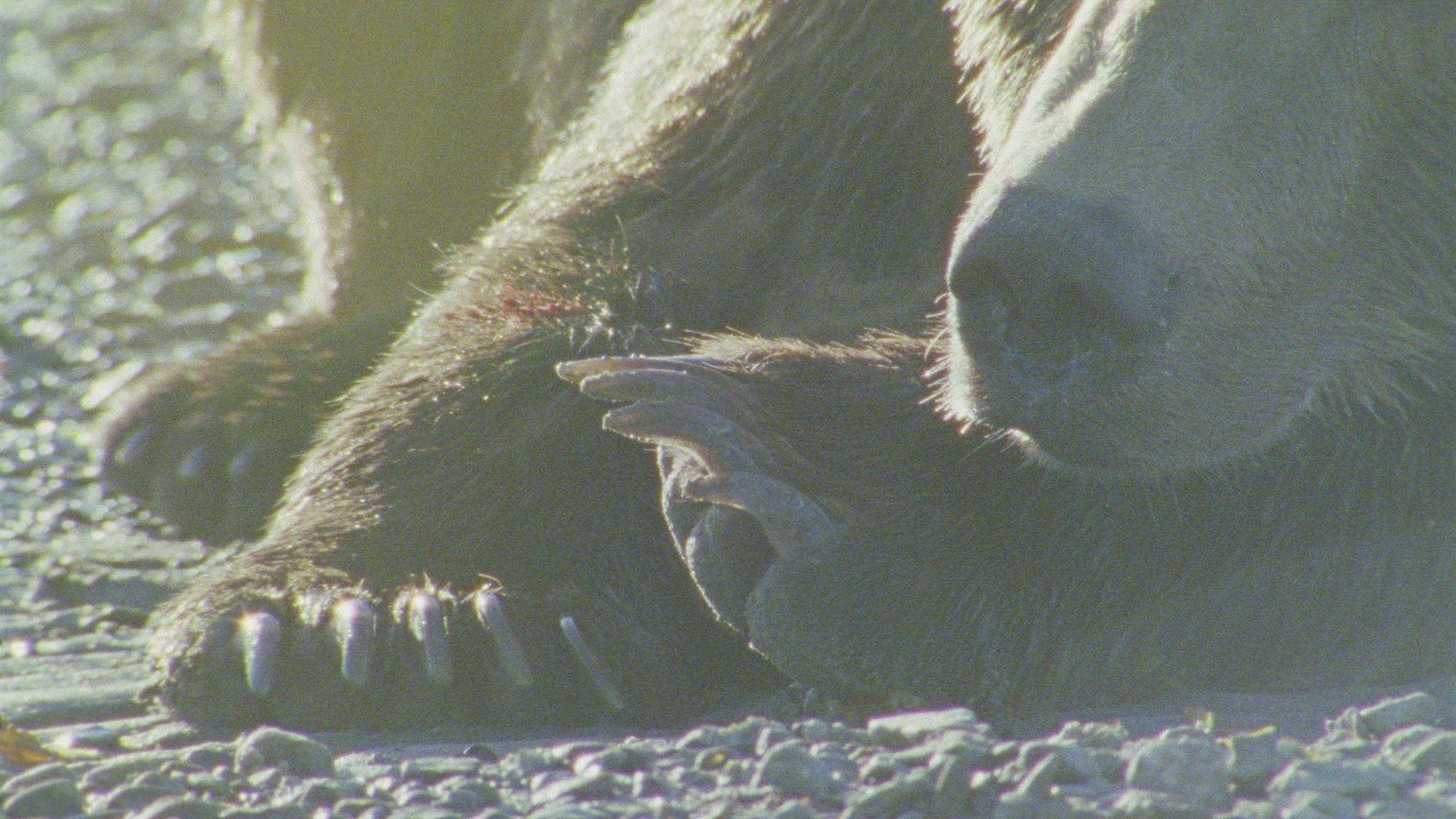 438063788 / Grizzly Bear / Resting / Alaska