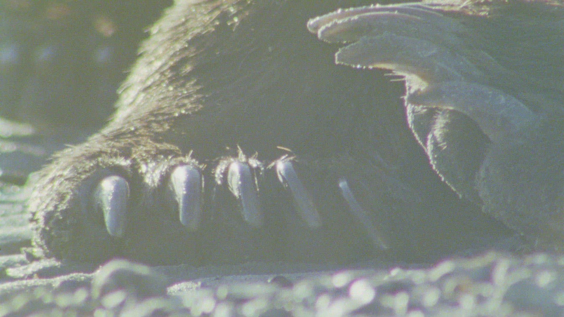 169182053 / Grizzly Bear / Resting / Alaska