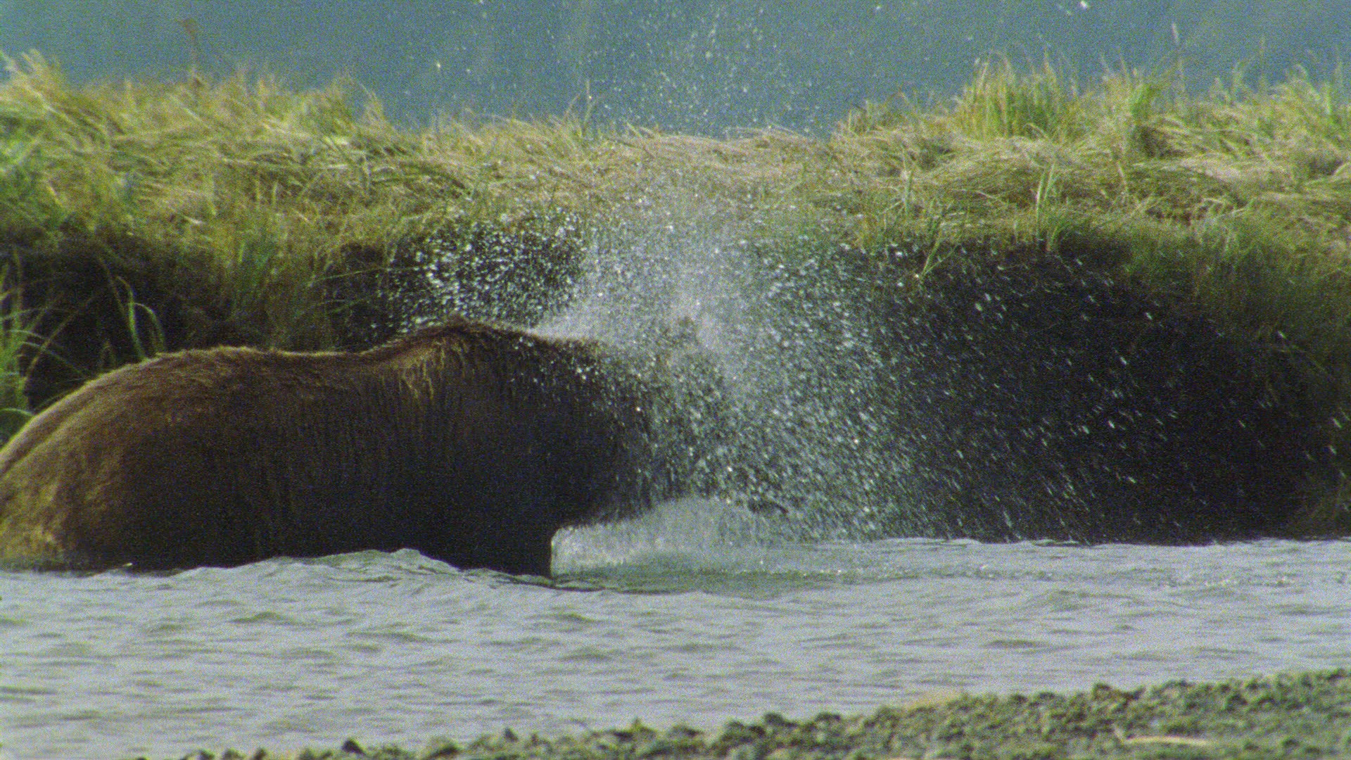 188422395 / Grizzly Bear / Shaking / Alaska