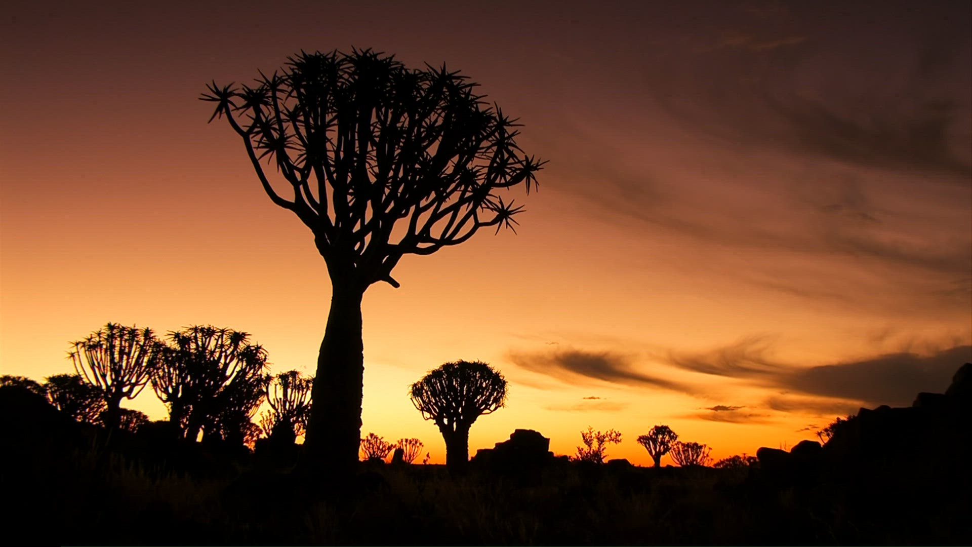 154561160 / Quiver Tree / Silhouette / Namibia