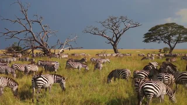 The savannah - Serengeti (Tanzania)