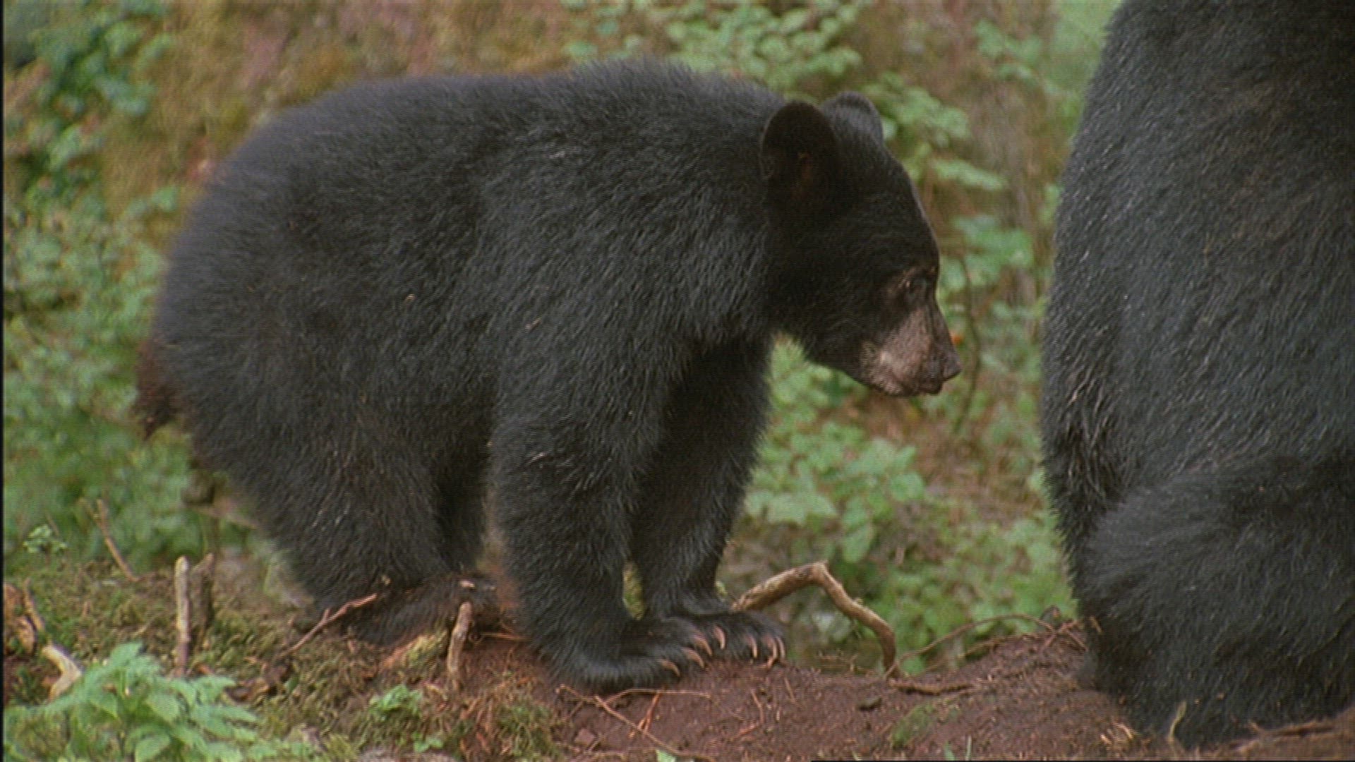 602822043 / American Black Bear / Wild Animal / Alaska