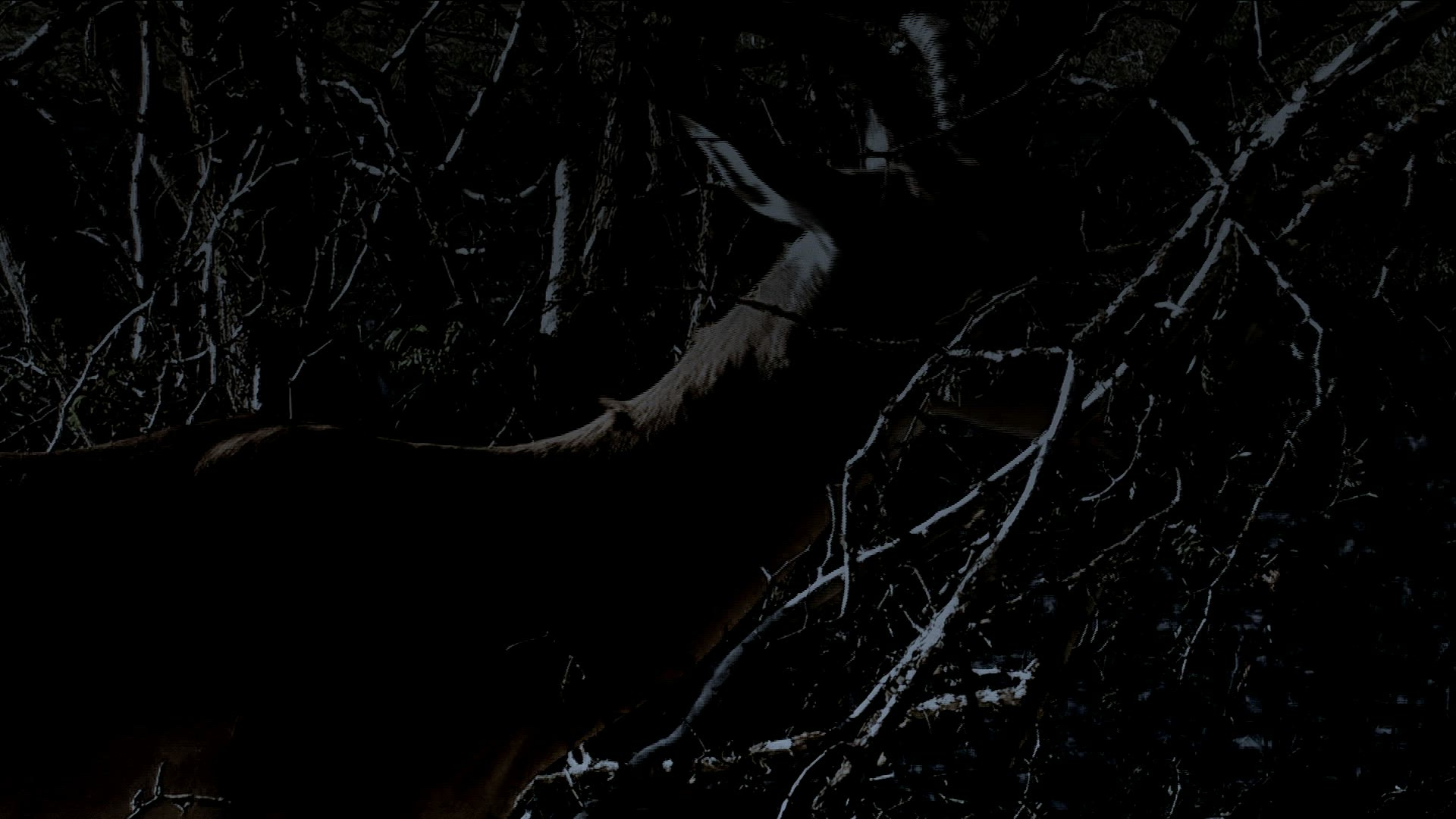 525114985 / San / Hunting / Night / Namibia