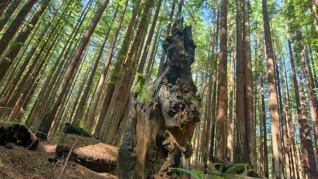 Redwood Burned by Forest Fire