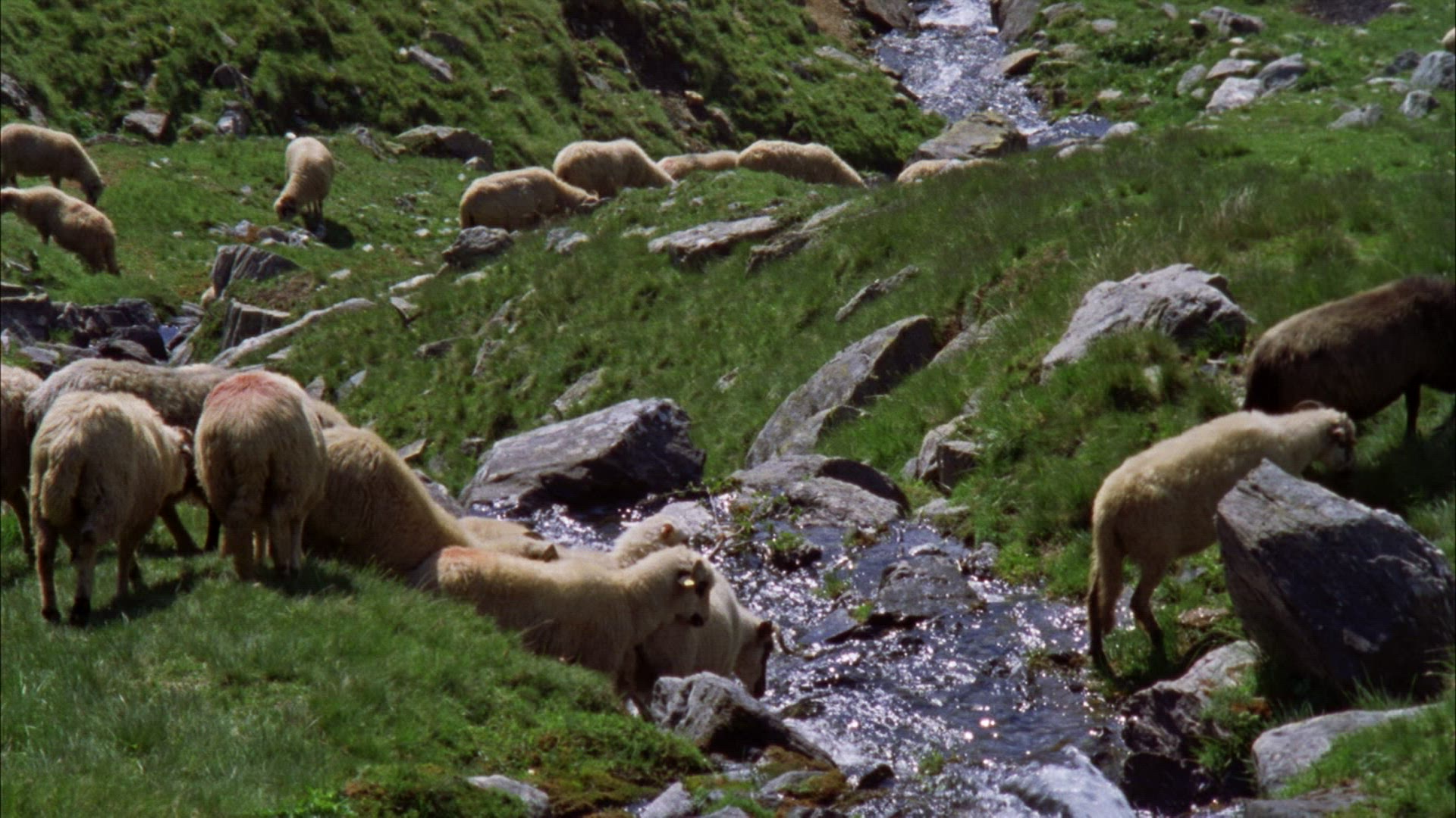 804026829 / Sheep Herd / Alp / Romania